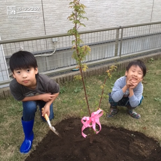 茨城県水戸市ミモザともみじ（カエデ）の植樹風景