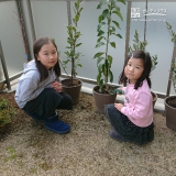 兵庫県神戸市東灘区レモンと月桂樹（ローリエ）ともみじ（カエデ）の植樹風景