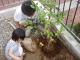 愛知県犬山市アルプス乙女の植樹風景