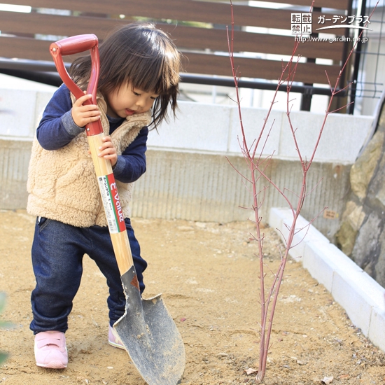 兵庫県尼崎市もみじ（カエデ）の植樹風景