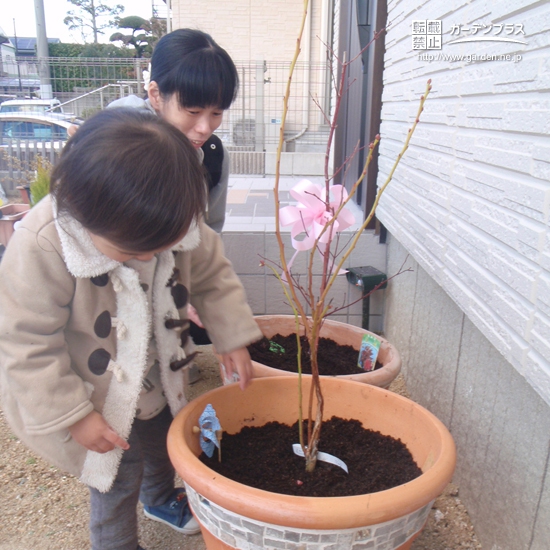 兵庫県三木市もみじ（カエデ）とブルーベリーの植樹風景