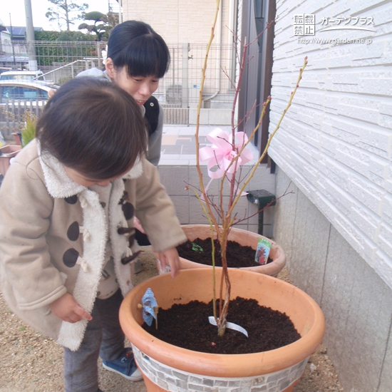 兵庫県三木市もみじ（カエデ）とブルーベリーの植樹風景