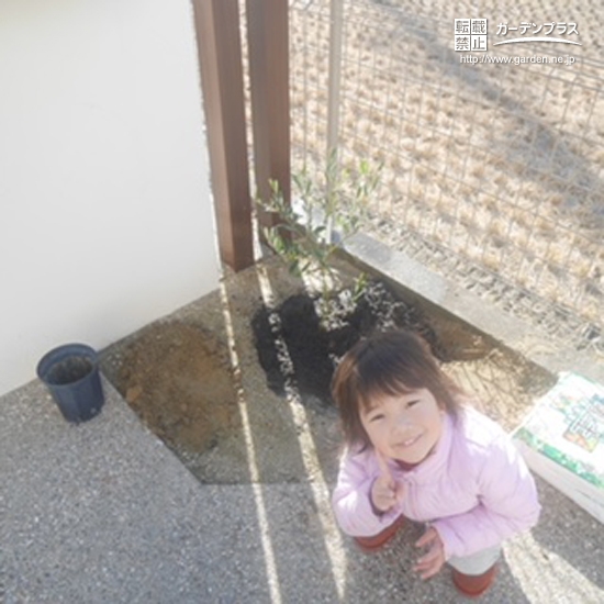 愛知県北名古屋市オリーブと西洋シャクナゲの植樹風景