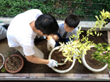 神奈川県横浜市瀬谷区ザクロとゆずの植樹風景