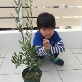 神奈川県横須賀市オリーブの植樹風景