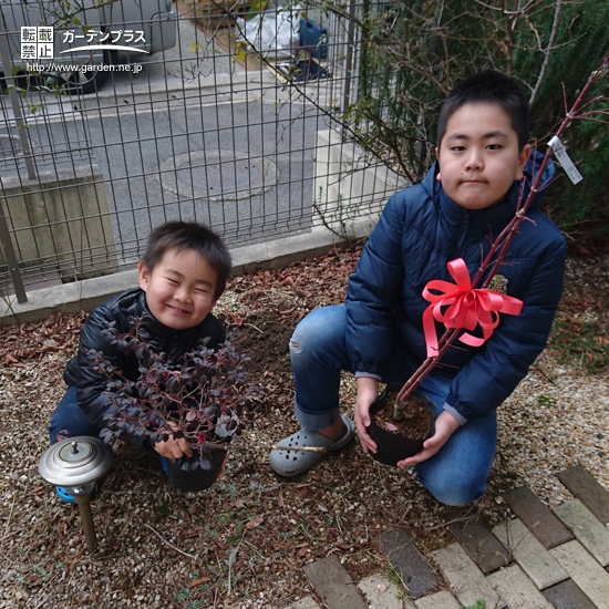 福岡県福岡市早良区もみじ（カエデ）と紅葉トキワマンサクの植樹風景