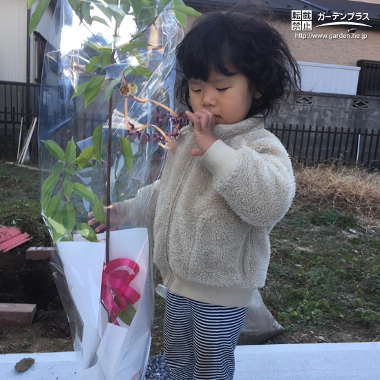 千葉県千葉市クスノキの植樹風景