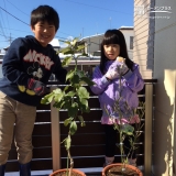 東京都西多摩郡レモンとオリーブの植樹風景