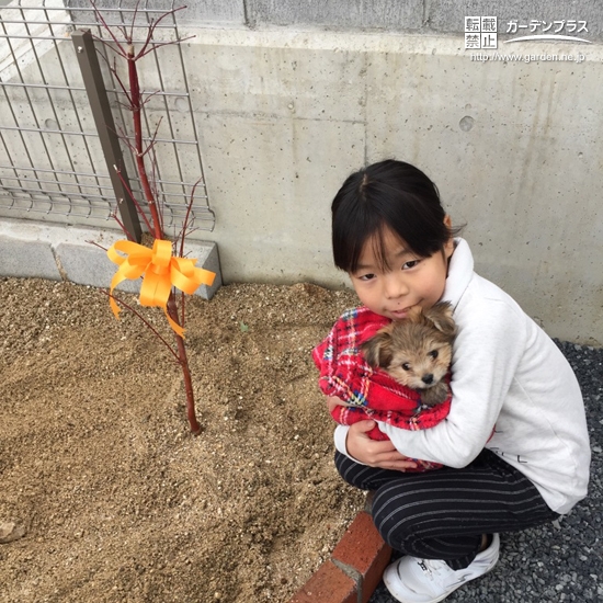 広島県広島市安芸区もみじ（カエデ）の植樹風景