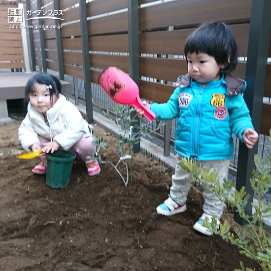 千葉県柏市ミモザとオリーブの植樹風景