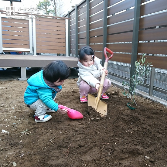 千葉県柏市ミモザとオリーブの植樹風景