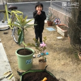 千葉県柏市ミモザとビワの植樹風景