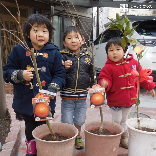 滋賀県大津市カキと温州ミカンの植樹風景