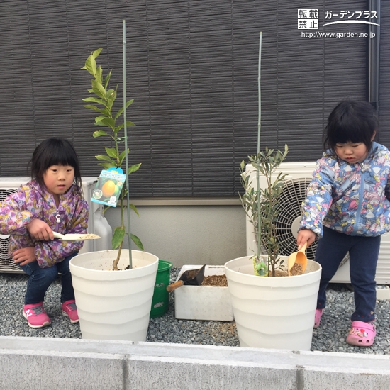 兵庫県たつの市レモンとオリーブの植樹風景