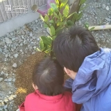 徳島県徳島市月桂樹（ローリエ）とツバキの植樹風景