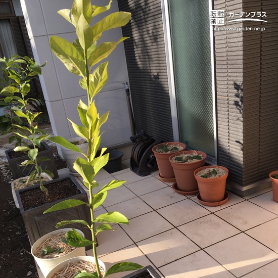 神奈川県海老名レモンの植樹風景