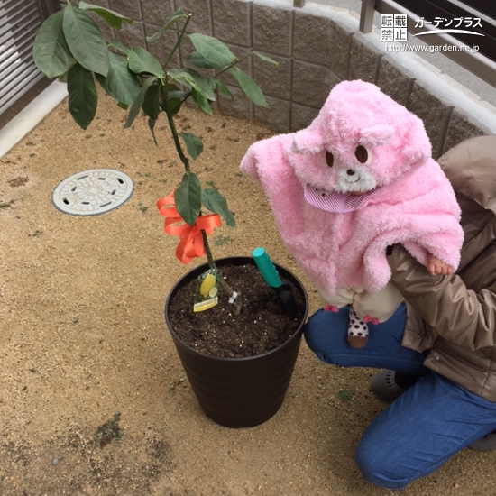 兵庫県明石市ブルーベリーの植樹風景