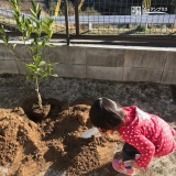 広島県広島市温州ミカンとジューンベリーとセイヨウニンジンボクの植樹風景