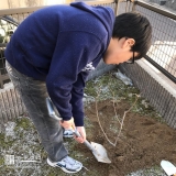 広島県広島市温州ミカンとジューンベリーとセイヨウニンジンボクの植樹風景