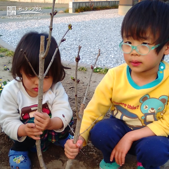 埼玉県熊谷市ライラックとセイヨウニンジンボクの植樹風景