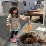 長野県伊那市ジューンベリーともみじ（カエデ）の植樹風景