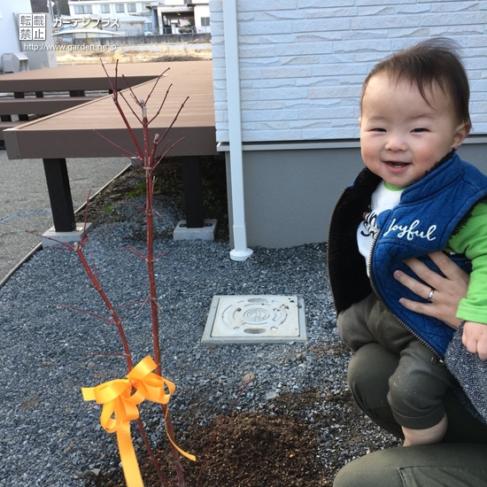 長野県伊那市ジューンベリーともみじ（カエデ）の植樹風景