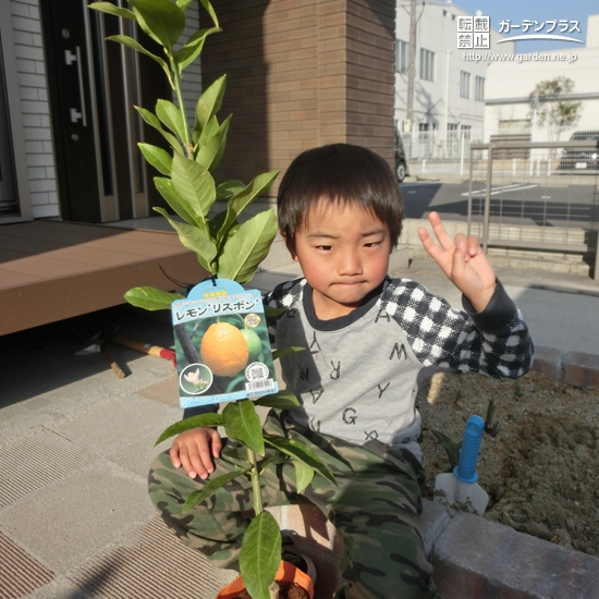 愛知県北名古屋市レモンの植樹風景