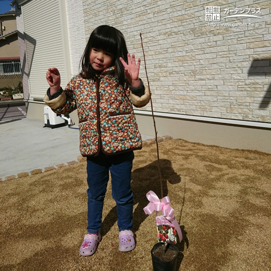 兵庫県姫路市ジューンベリーの植樹風景