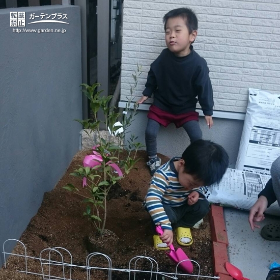 大阪府大阪市中央区キンモクセイとオリーブの植樹風景