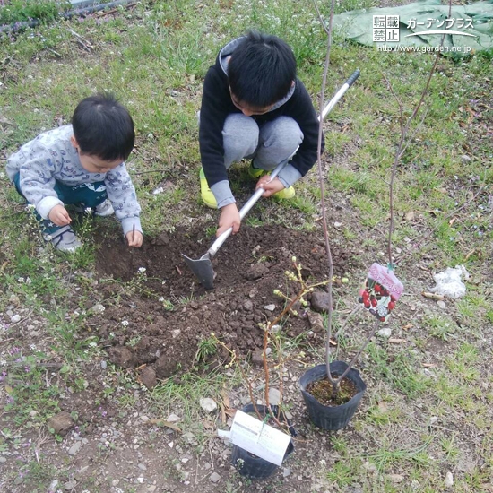 高知県高知市ジューンベリーとブルーベリーの植樹風景