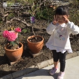 愛知県一宮市西洋シャクナゲとライラックの植樹風景