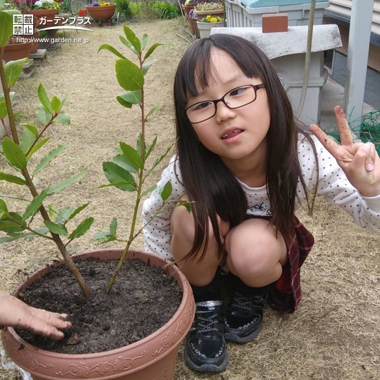 愛知県知多郡月桂樹（ローリエ）の植樹風景