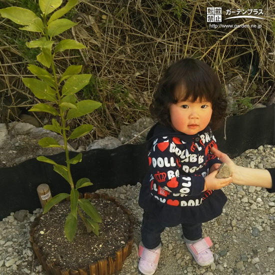 徳島県板野郡レモンの植樹風景