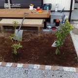 東京都福生市キンモクセイとキンカンの植樹風景