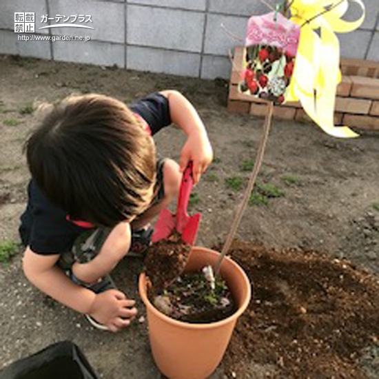 茨城県猿島郡ジューンベリーと紅葉トキワマンサクの植樹風景