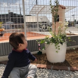 静岡県御殿場市オリーブの植樹風景