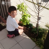 山梨県甲府市もみじ（カエデ）とツバキの植樹風景