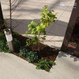 山梨県甲府市もみじ（カエデ）とツバキの植樹風景