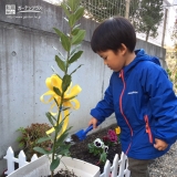 宮城県富谷市オリーブと月桂樹（ローリエ）の植樹風景