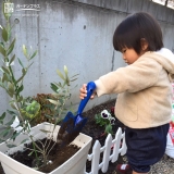 宮城県富谷市オリーブと月桂樹（ローリエ）の植樹風景