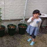 静岡県島田市レモンとブルーベリーの植樹風景