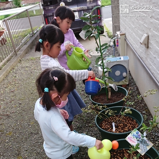 静岡県島田市レモンとブルーベリーの植樹風景