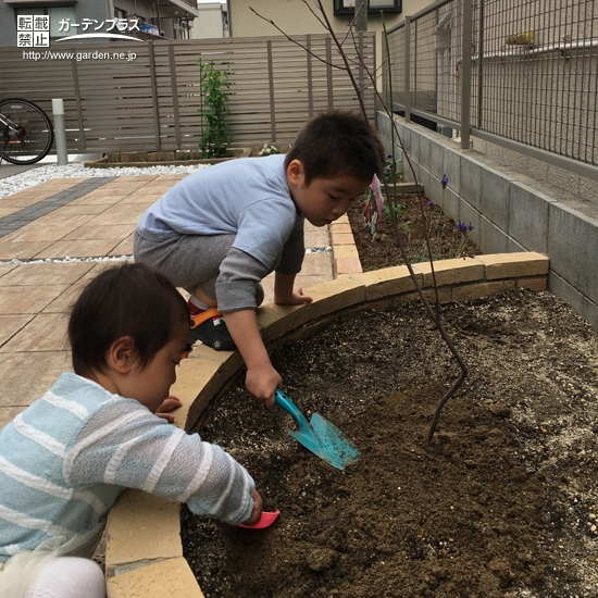 兵庫県西宮市オリーブとジューンベリーの植樹風景