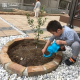 兵庫県西宮市オリーブとジューンベリーの植樹風景