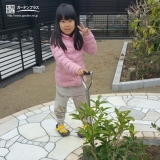 愛知県江南市四季咲きモクセイとライラックの植樹風景