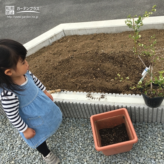 山梨県甲斐市ブルーベリーとオリーブの植樹風景