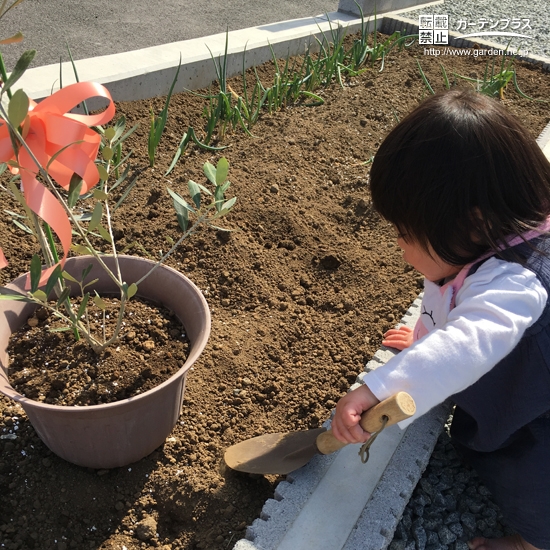 山梨県甲斐市ブルーベリーとオリーブの植樹風景