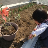 山梨県甲斐市ブルーベリーとオリーブの植樹風景