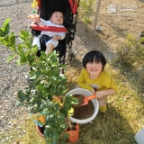 岐阜県各務原市キンカンの植樹風景