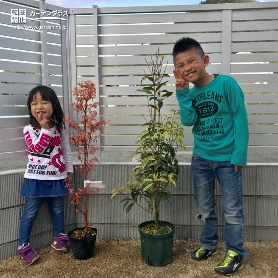 兵庫県西宮市もみじ（カエデ）とキンモクセイの植樹風景